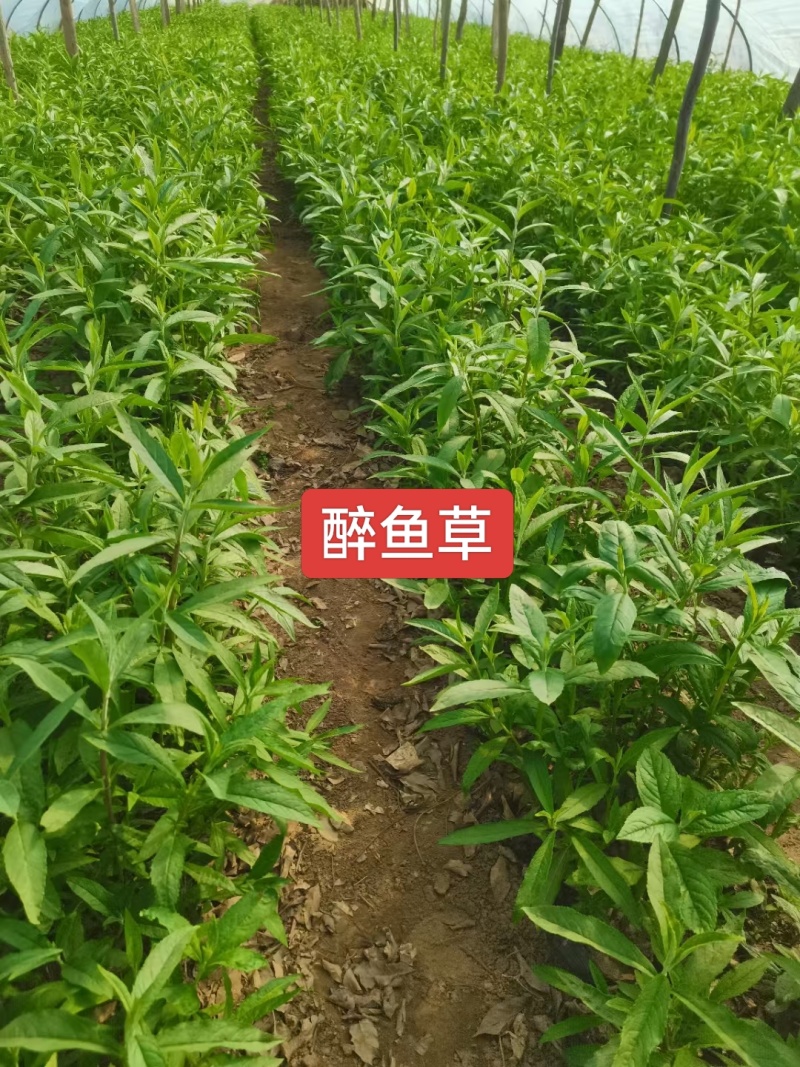 河北定州醉鱼草草花营养杯绿化苗木地被类一手货源
