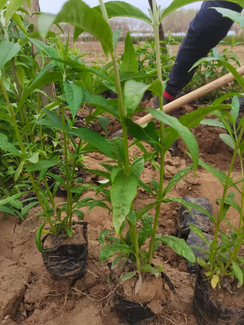 河北定州醉鱼草草花营养杯绿化苗木地被类一手货源