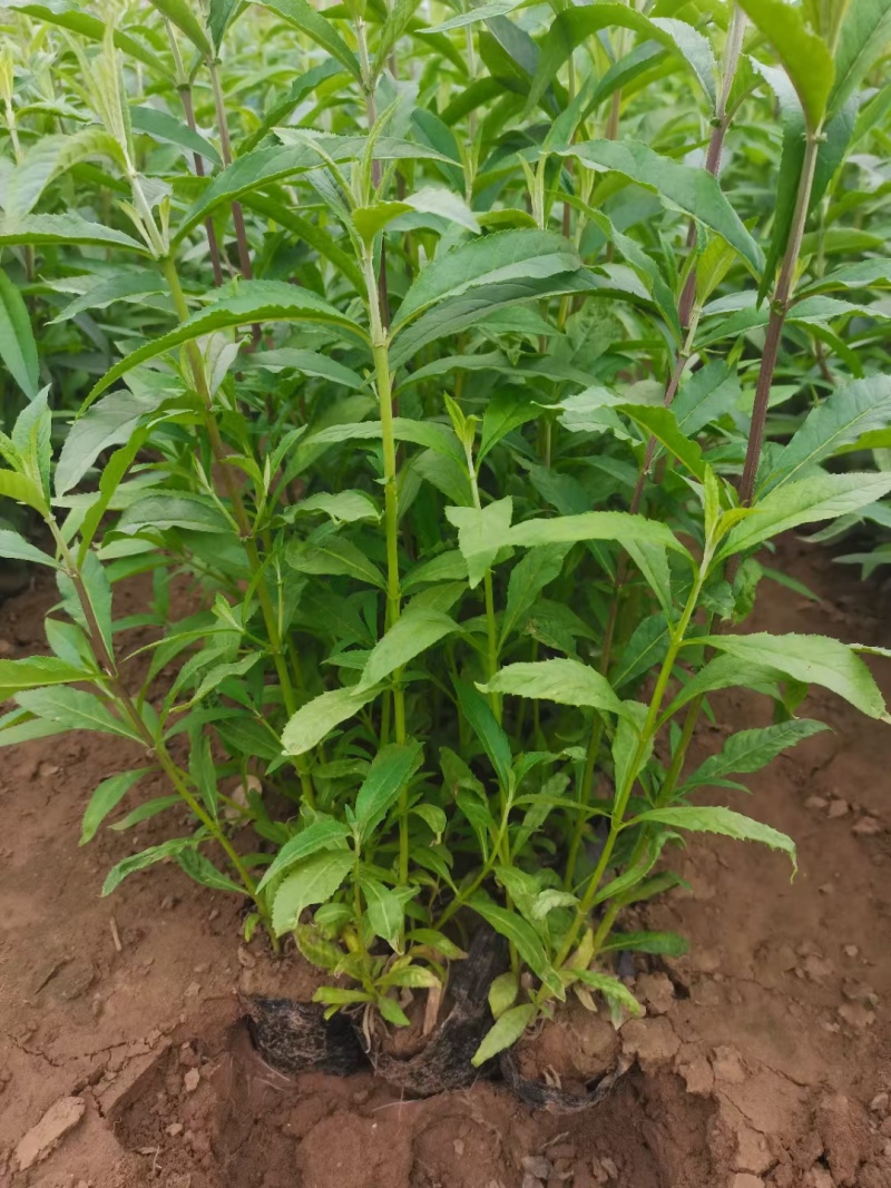 河北定州醉鱼草草花营养杯绿化苗木地被类一手货源