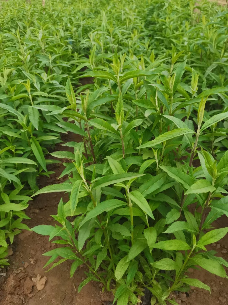 河北定州醉鱼草草花营养杯绿化苗木地被类一手货源