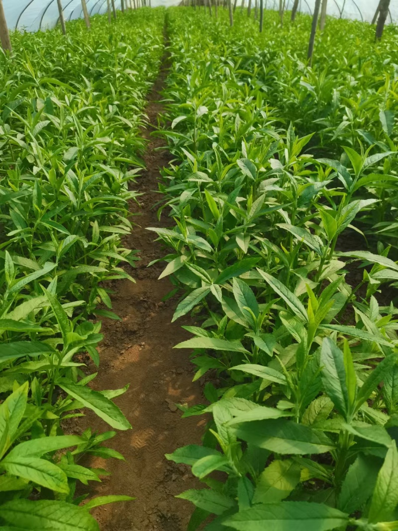 河北定州醉鱼草草花营养杯绿化苗木地被类一手货源