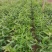河北定州醉鱼草草花营养杯绿化苗木地被类一手货源