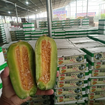 【推荐]博洋72甜瓜博洋61蜜园十八甜瓜产地量大口感好