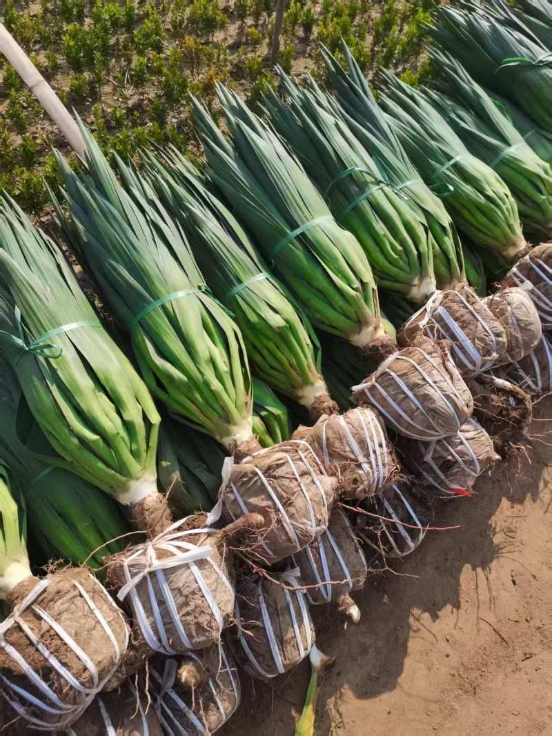 河北定州剑麻凤尾丝兰花苗花卉种苗自家苗圃现挖现卖
