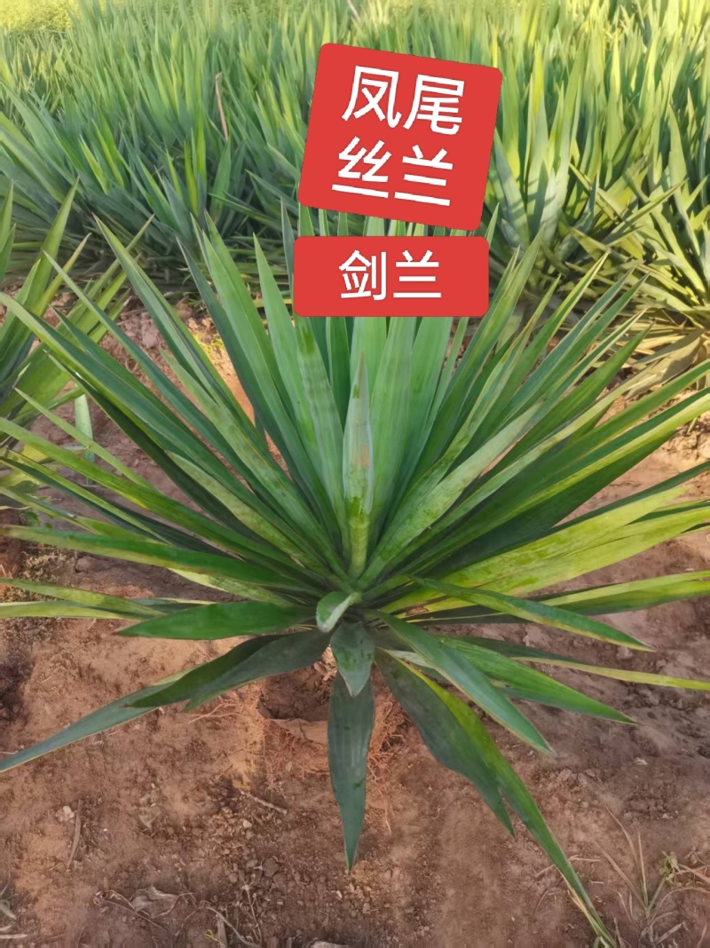 河北定州剑麻凤尾丝兰花苗花卉种苗自家苗圃现挖现卖