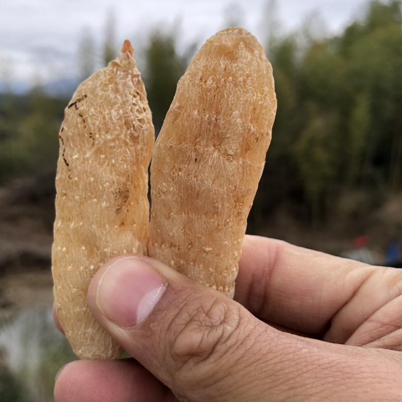 天麻批发湖北大别山罗田天麻批发小天麻价格实惠天麻片