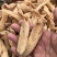 天麻批发湖北大别山罗田天麻批发小天麻价格实惠天麻片
