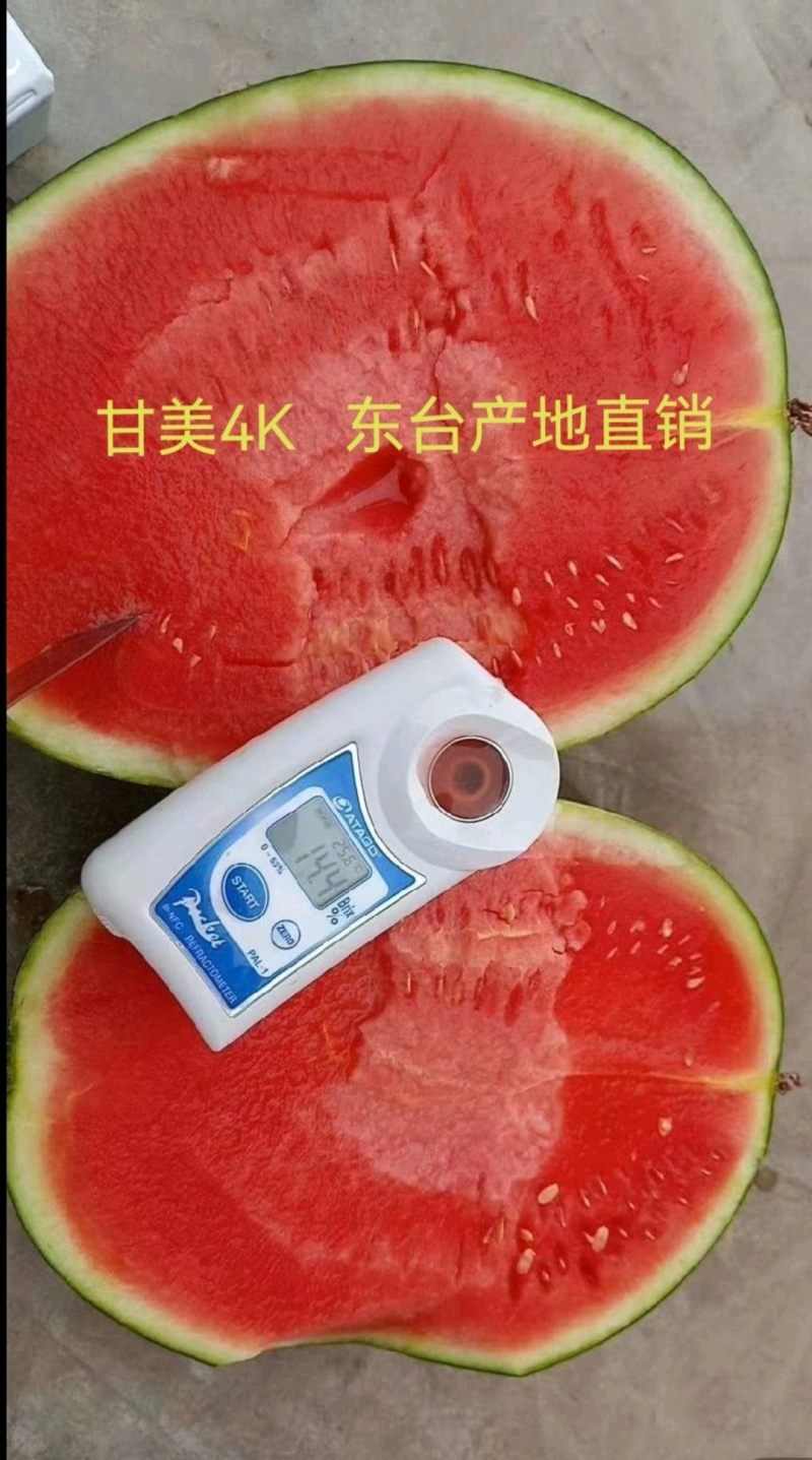 东台甘美4K西瓜基地产地直发一手货源对接商超批发市场