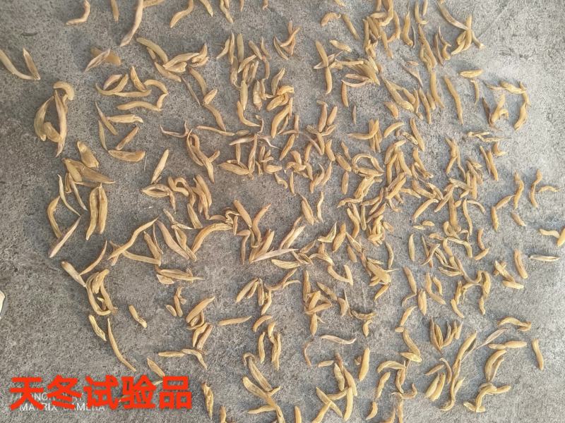 天门冬，天冬