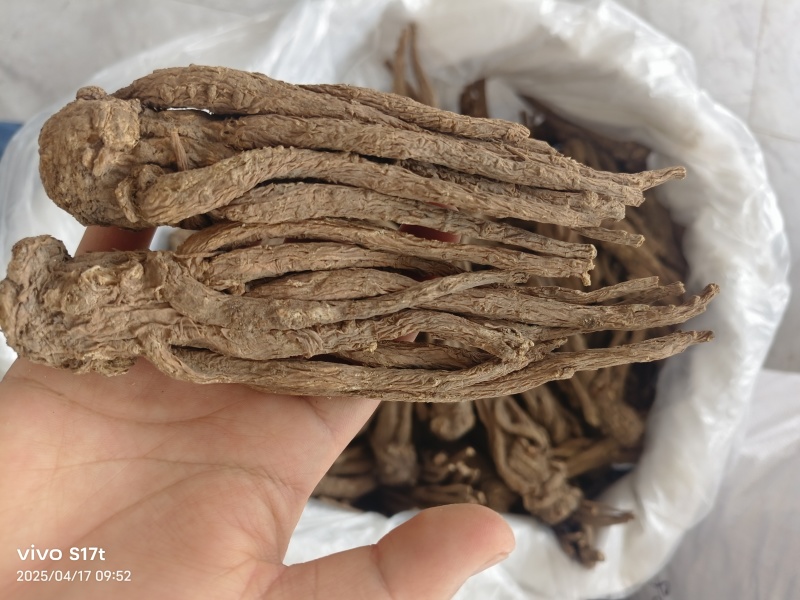 当归，产地甘肃当归个无硫剪须当归个【丹丹中药】