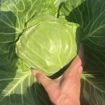 【平台力推】精品甘蓝圆包菜产地直发自家种植量大