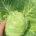 【平台力推】精品甘蓝圆包菜产地直发自家种植量大