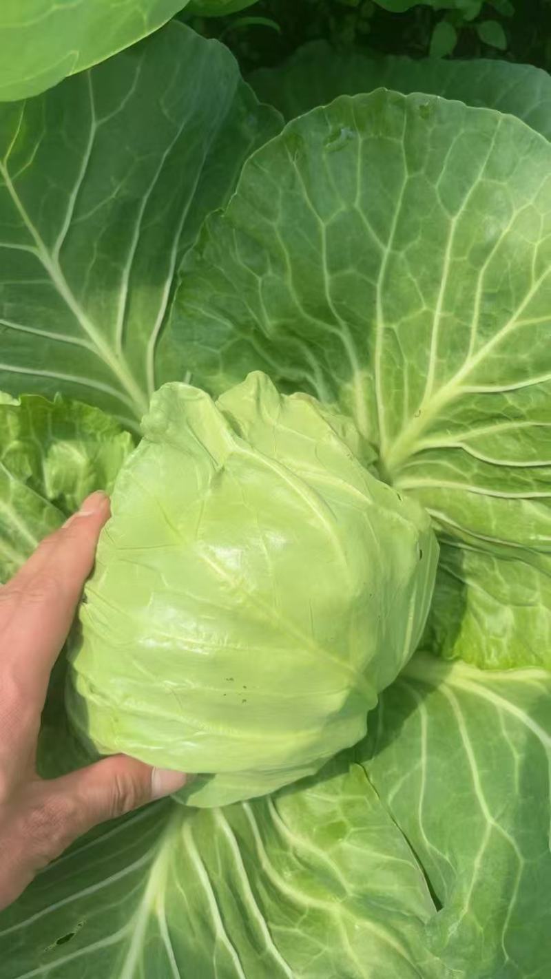 【平台力推】精品甘蓝圆包菜产地直发自家种植量大