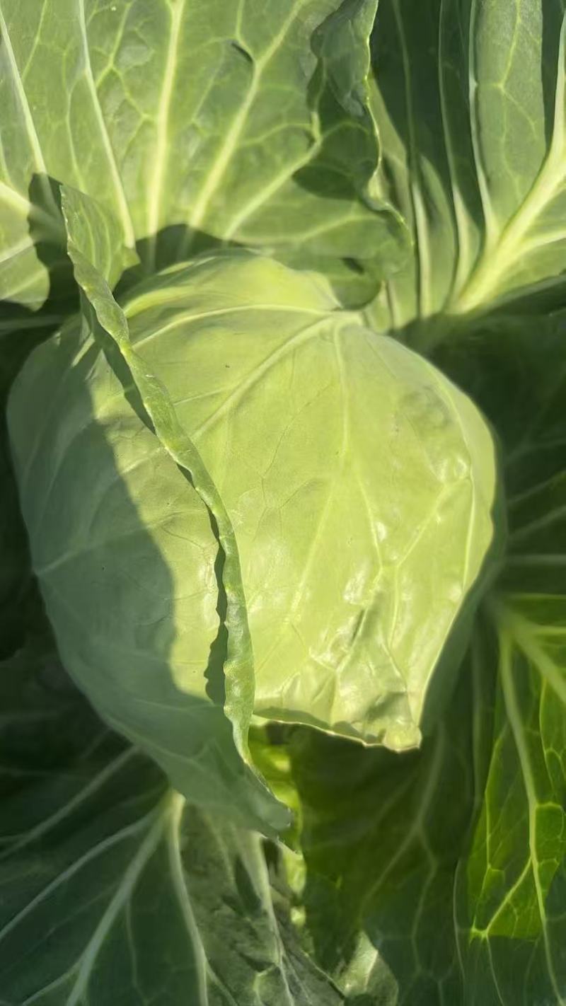 【平台力推】精品甘蓝圆包菜产地直发自家种植量大