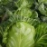 【平台力推】精品甘蓝圆包菜产地直发自家种植量大