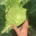 【平台力推】精品甘蓝圆包菜产地直发自家种植量大
