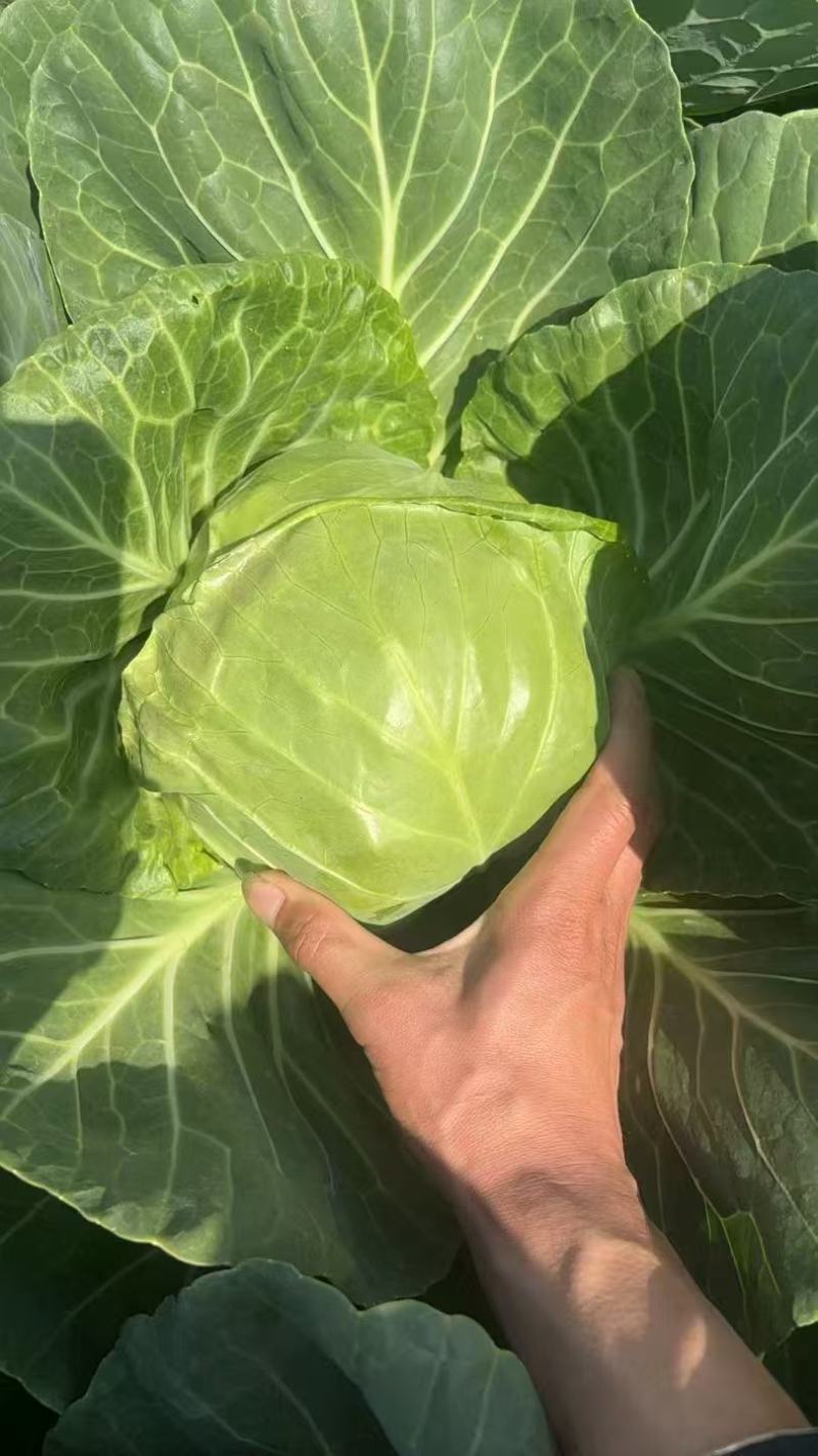 【平台力推】精品甘蓝圆包菜产地直发自家种植量大