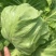 【平台力推】精品甘蓝圆包菜产地直发自家种植量大