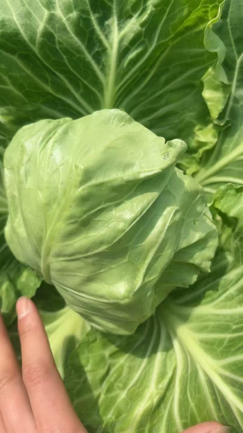 【平台力推】精品甘蓝圆包菜产地直发自家种植量大