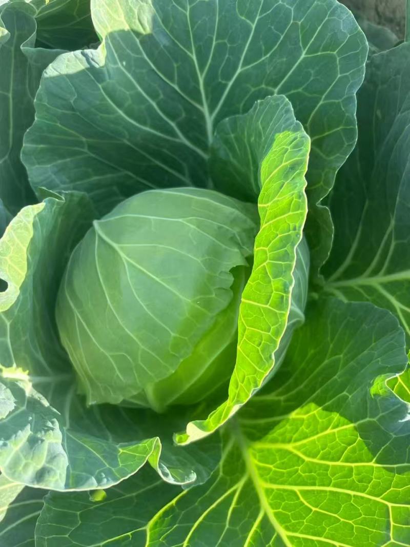 【平台力推】精品甘蓝圆包菜产地直发自家种植量大
