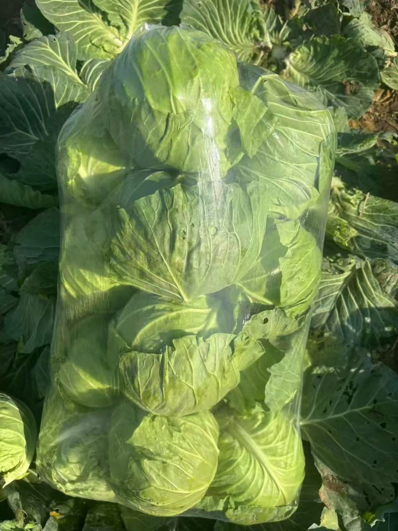 【平台力推】精品甘蓝圆包菜产地直发自家种植量大