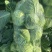 【平台力推】精品甘蓝圆包菜产地直发自家种植量大