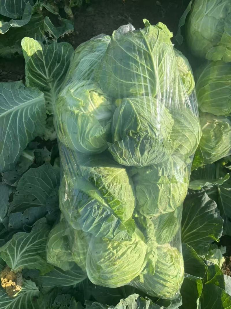 【平台力推】精品甘蓝圆包菜产地直发自家种植量大