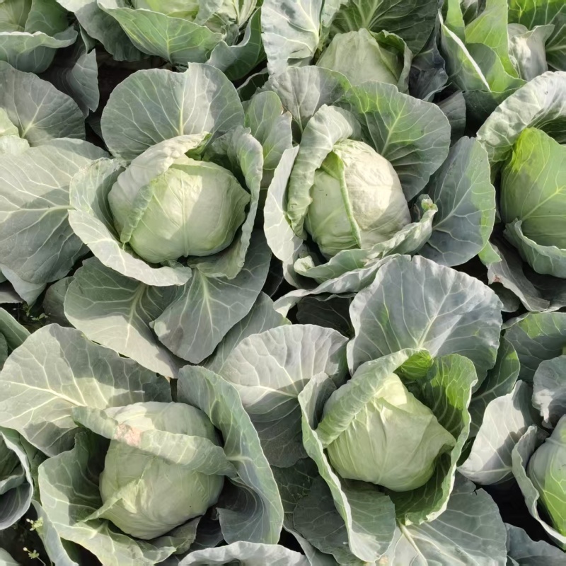 【平台力推】精品甘蓝圆包菜产地直发自家种植量大