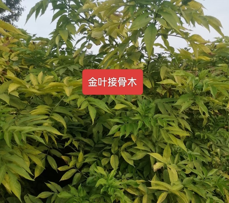 河北定州金叶接骨木花灌木绿化苗木树苗一手货源