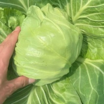 【万亩产地】甄选河南圆包菜现货供应一手货源诚信