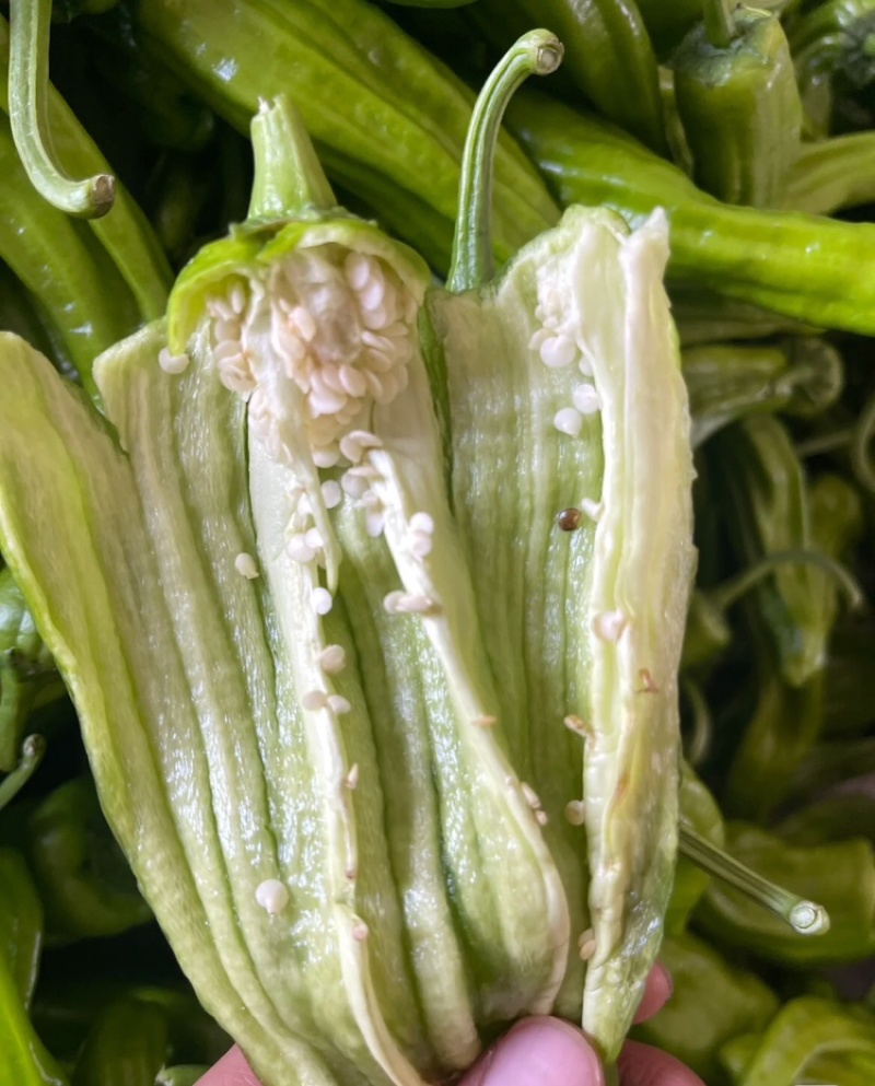 【实力供货】芜湖椒江苏鲜辣椒/货源充足基地直发商超品质