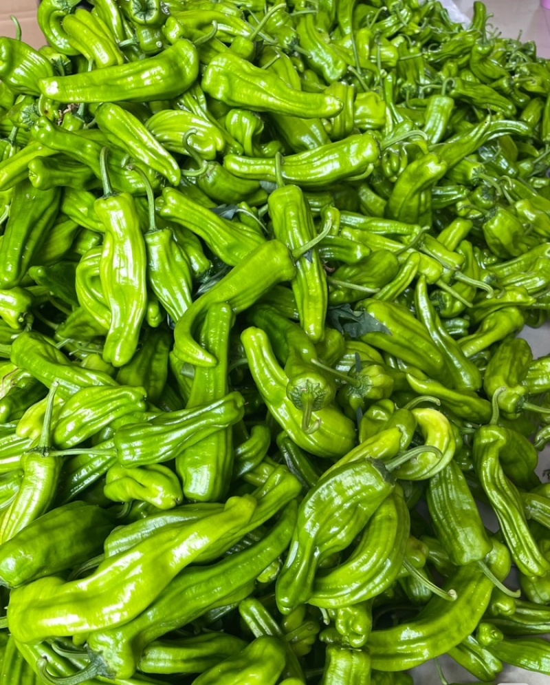【实力供货】芜湖椒江苏鲜辣椒/货源充足基地直发商超品质