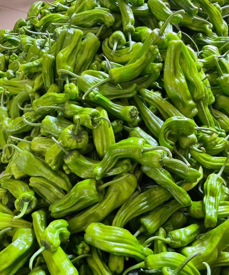【江苏芜湖椒】精品芜湖椒产地直供对接市场电商商超