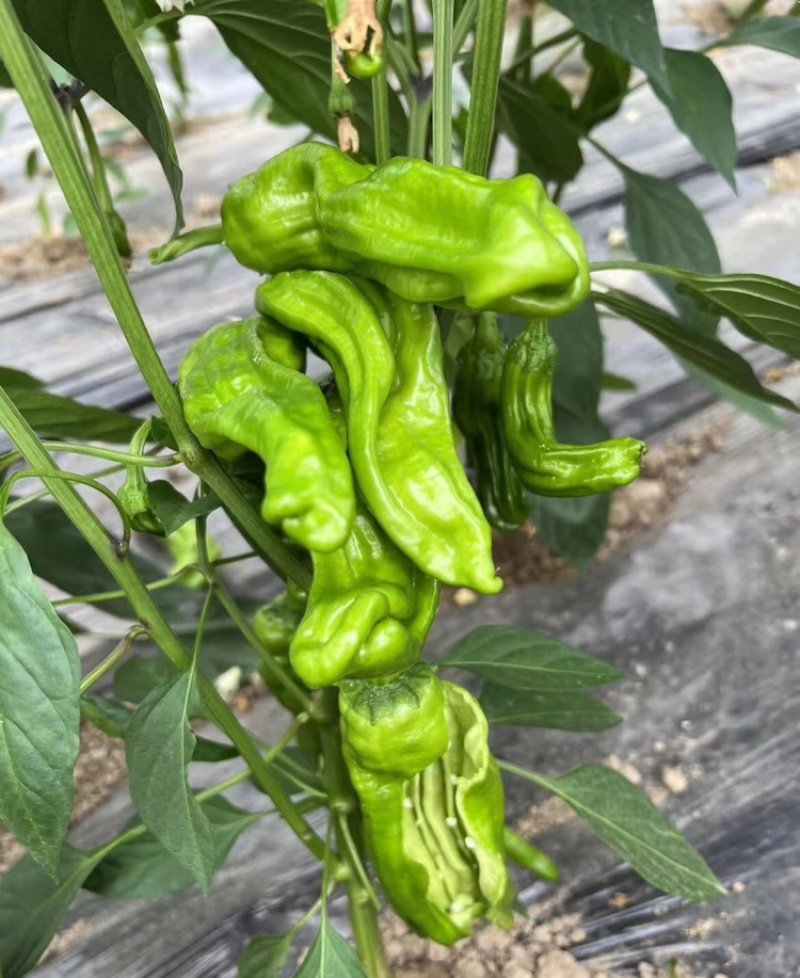 【江苏芜湖椒】精品芜湖椒产地直供对接市场电商商超