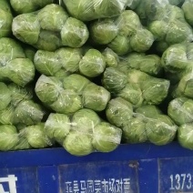 【实力推荐】甘蓝圆包菜河南包菜产地直发万亩产地