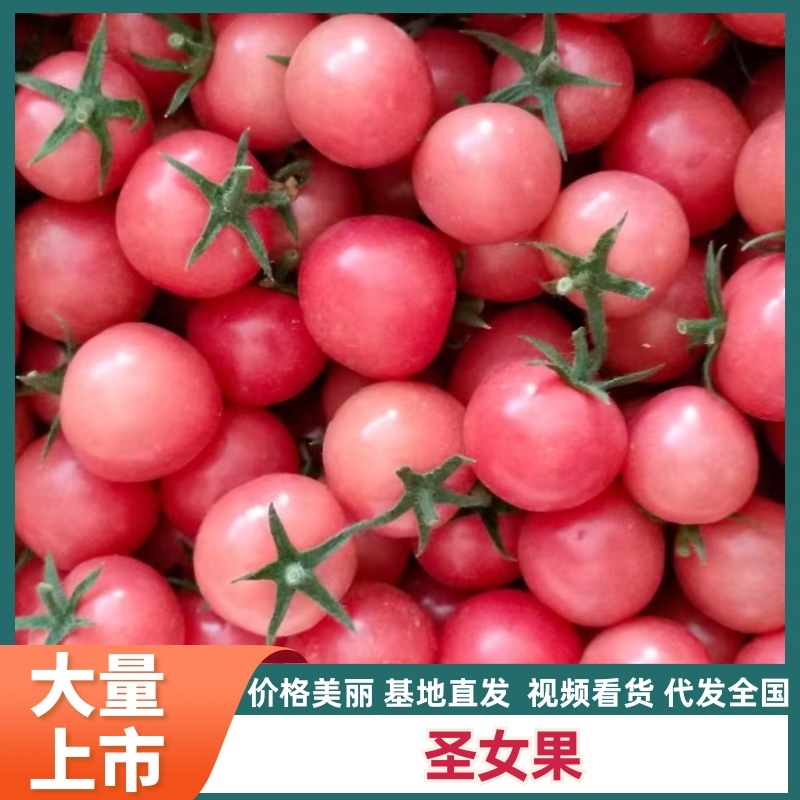 陕西渭南正规货源圣女果长期供货量大优惠，欢迎咨询