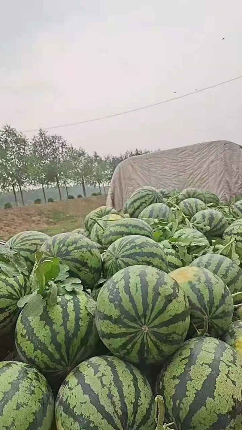 西瓜大棚西瓜山东西瓜产地山东大棚西瓜