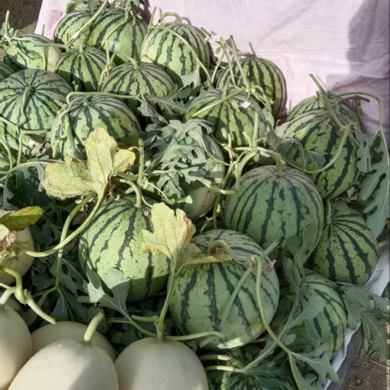 河南精品无籽美都西瓜8424西瓜产地直发皮薄多汁包熟包甜