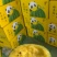 [牛]【推荐】宿迁特凤小西瓜产地直发口感香甜全国可发