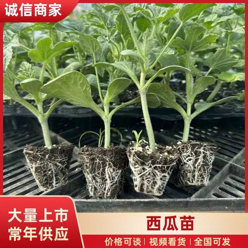 西瓜苗全美2k甜王冰糖子嫁接苗品种齐全西瓜苗基地直发
