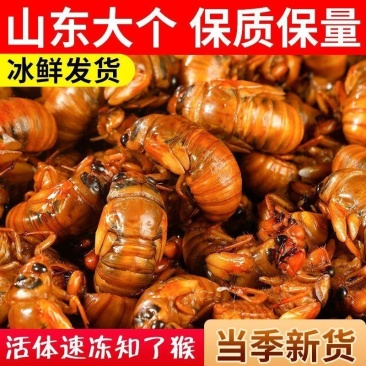 现货知了猴金蝉新鲜结了龟鲜活体冷冻金蝉蛹即食爬叉猴子爬蚱