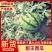 山东西瓜，潍坊西甜王西瓜潍坊产区，电商，市场批发