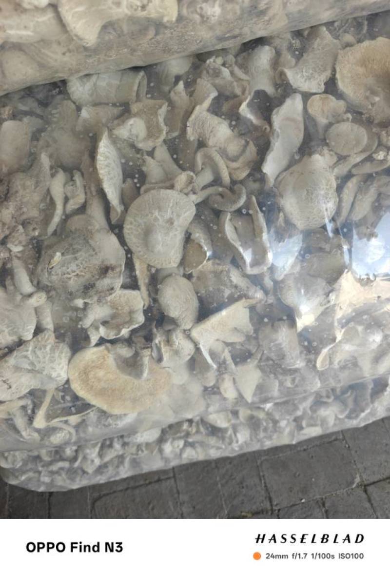 香菇大白菇
