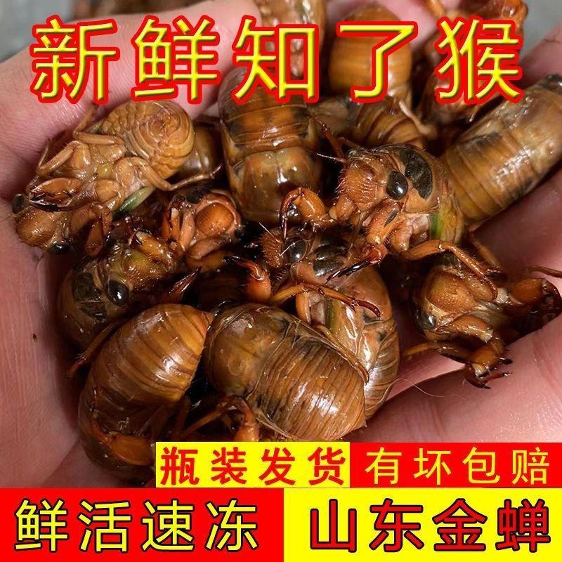 源头大量现货山东新鲜知了猴活体速冻金蝉爬叉猴节流龟唐僧肉