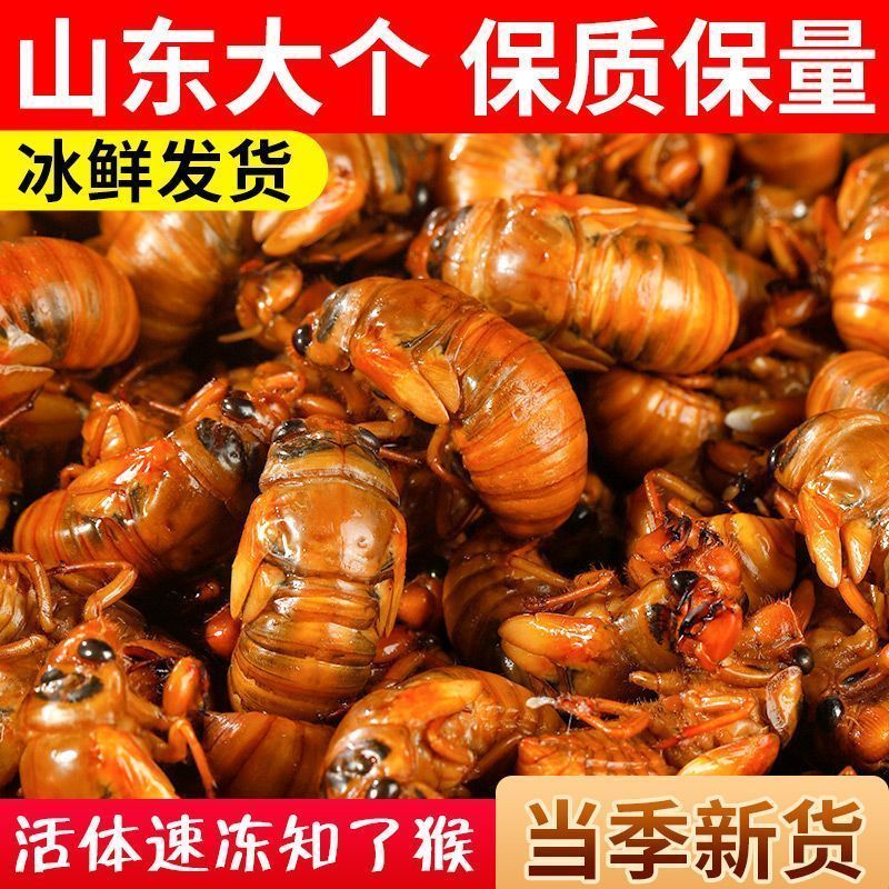源头大量现货山东新鲜知了猴活体速冻金蝉爬叉猴节流龟唐僧肉