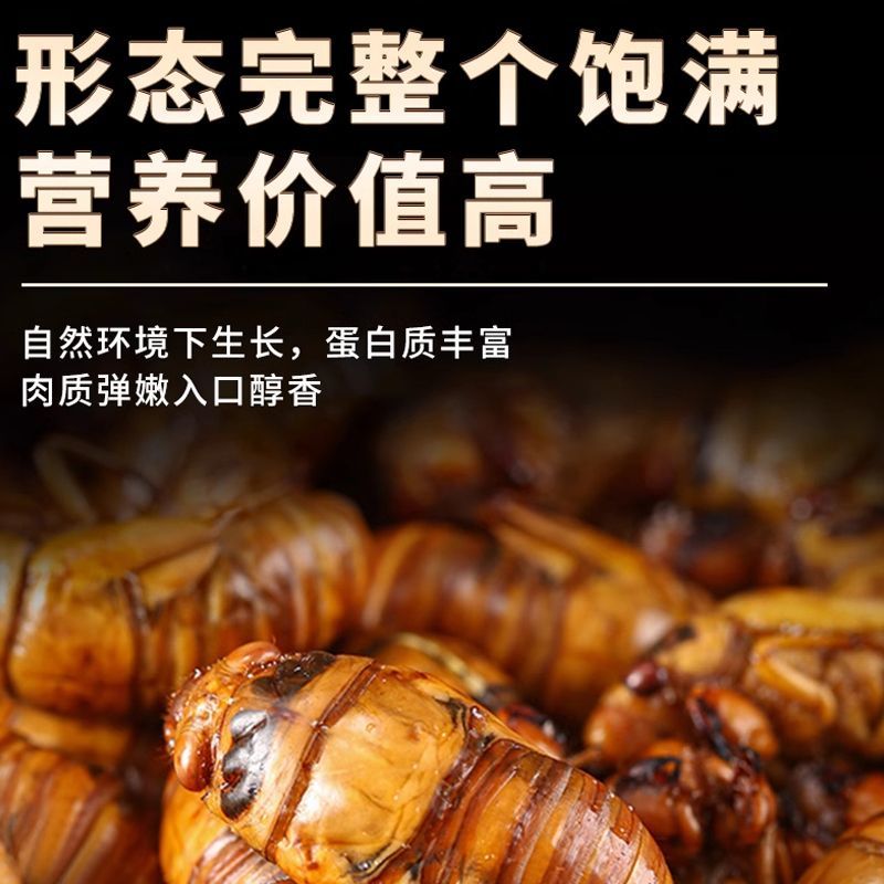 源头大量现货山东新鲜知了猴活体速冻金蝉爬叉猴节流龟唐僧肉