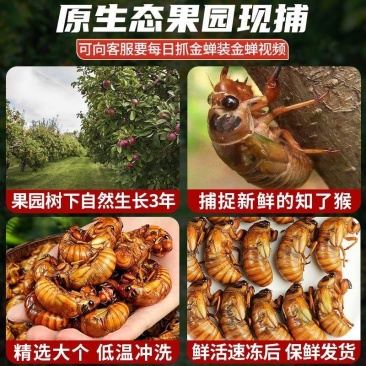 专业团队抓知了猴新鲜金蝉山东蝉蛹爬叉猴活体速冻唐僧肉
