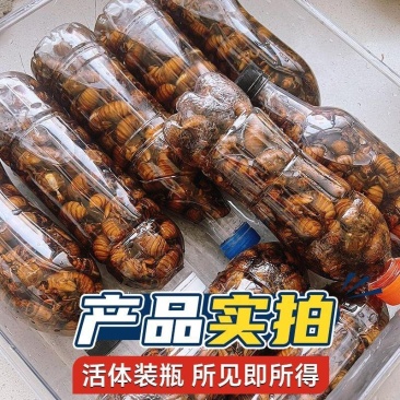 源头/知了猴新鲜野外金蝉山东特产知了龟唐僧肉冷冻爬叉猴金