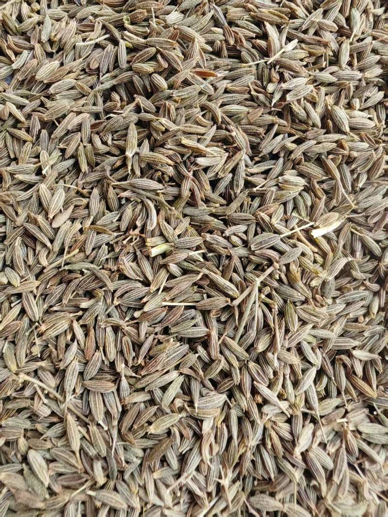 甘肃孜然种植大户，精品货，大量供应
