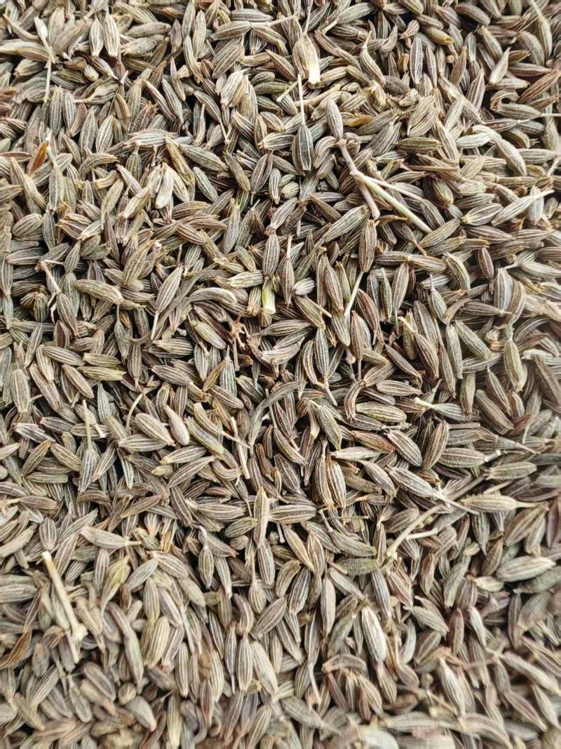 甘肃孜然种植大户，精品货，大量供应